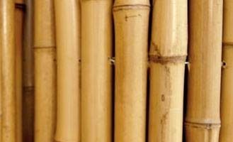 cañas de bambu baratas