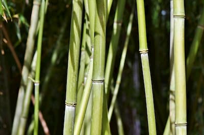 bambu clases
