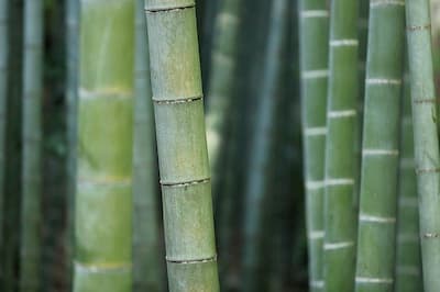 tipos y especies bambú