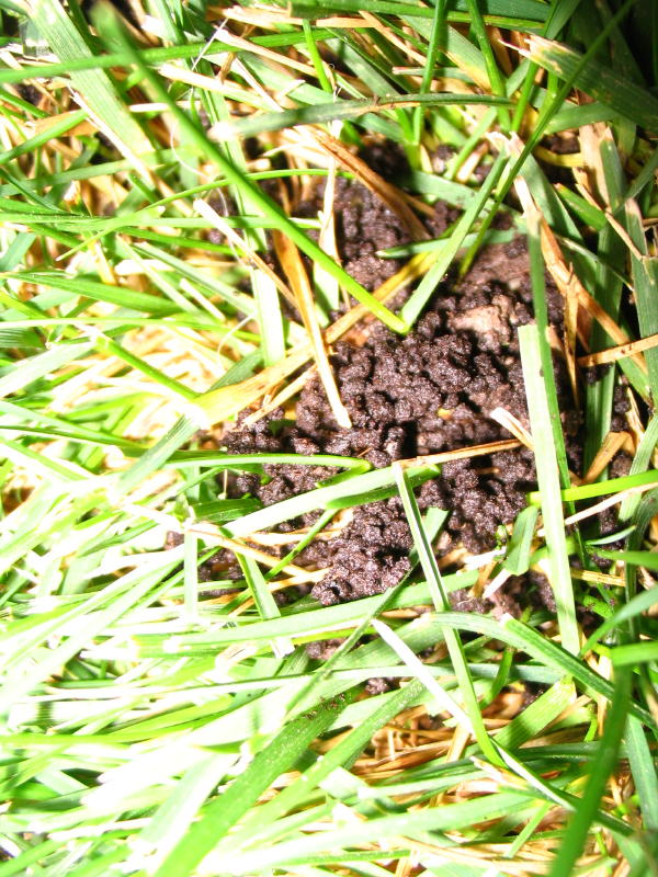 agujeros-pequenos-en-la-tierra-de-jardin-que-causas-los-producen