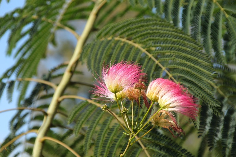 arbol-de-flores-rosadas-como-se-llama