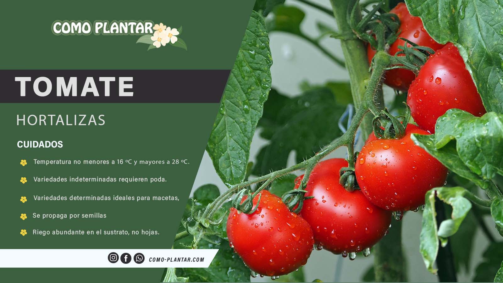 asi-son-las-hojas-de-la-planta-de-tomate-caracteristicas-y-cuidados