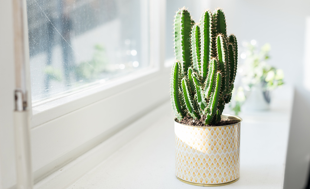 cactus-sin-espinas-la-opcion-perfecta-para-decorar-interiores