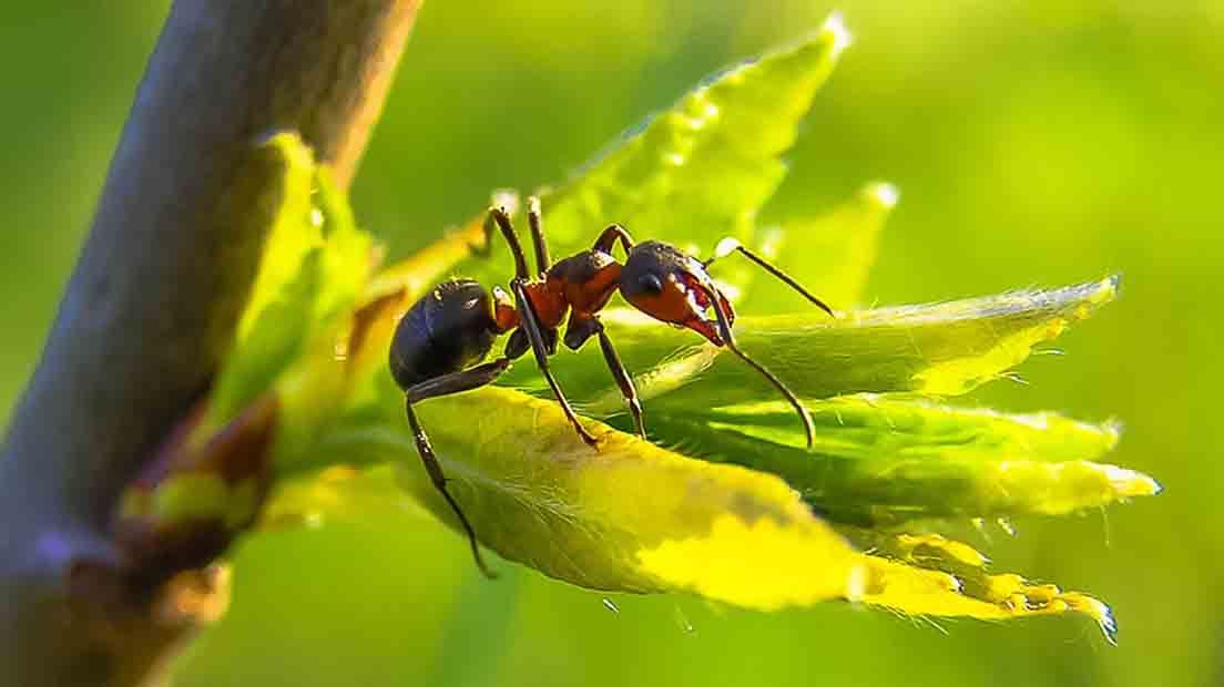 como-las-hormigas-afectan-las-raices-de-las-plantas