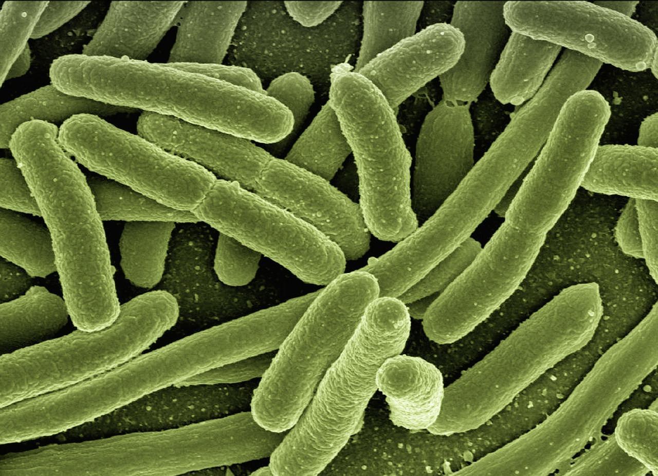 ejemplos-de-bacterias-simbioticas-en-el-reino-de-las-plantas