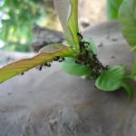 elimina-hormigas-del-jardin-utilizando-vinagre-metodo-eficaz-y-natural