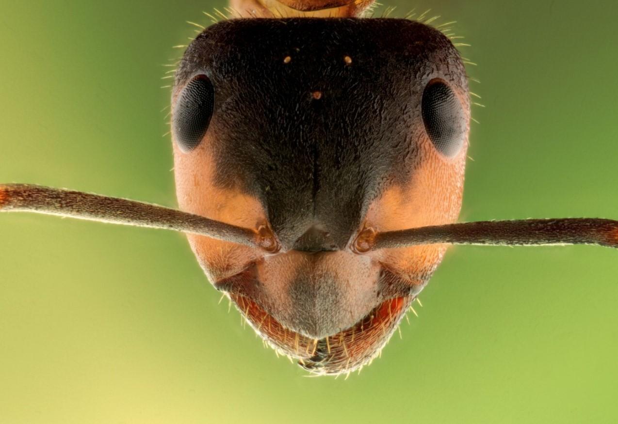 las-hormigas-pueden-ver-en-la-oscuridad