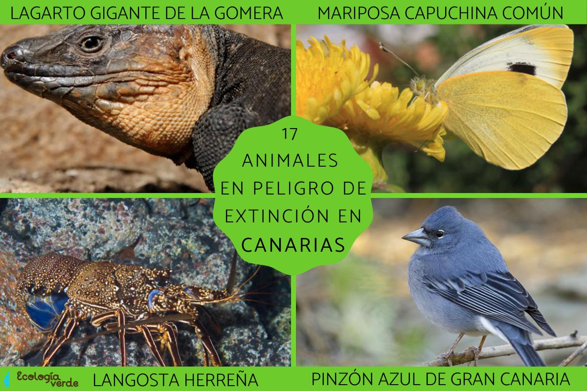 animales-en-peligro-de-extincion-en-canarias-una-preocupacion-medioambiental