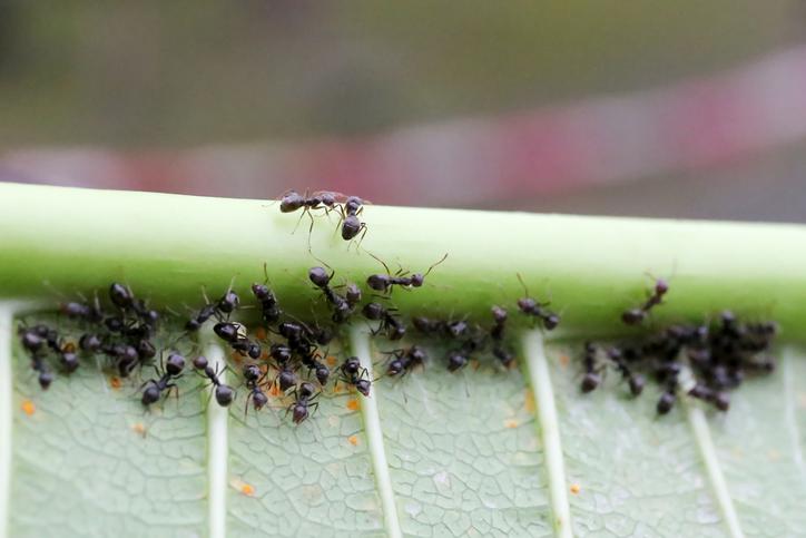 como-eliminar-las-hormigas-en-el-huerto-metodos-efectivos