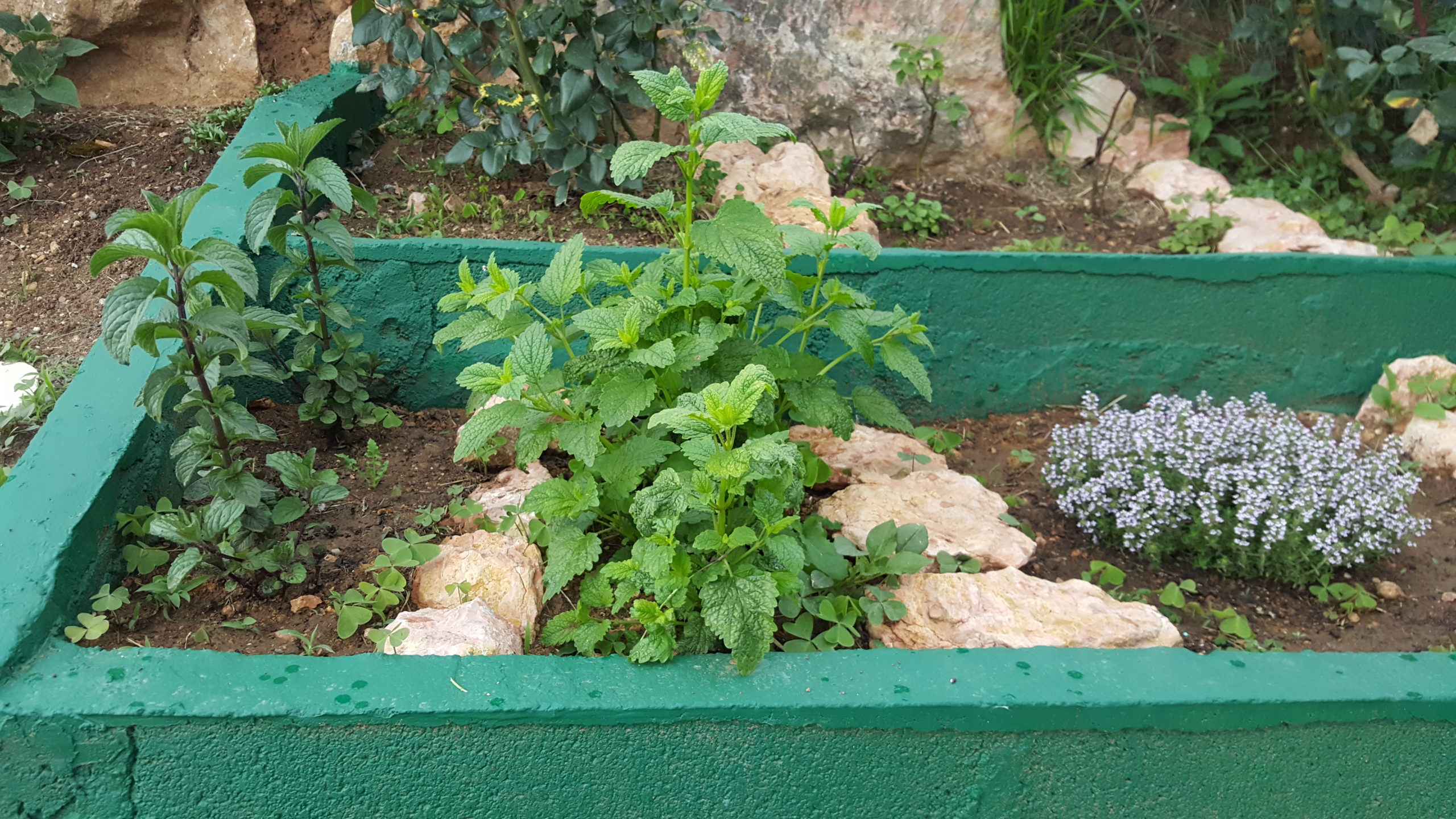 como-organizar-un-jardin-de-plantas-aromaticas-consejos-y-trucos
