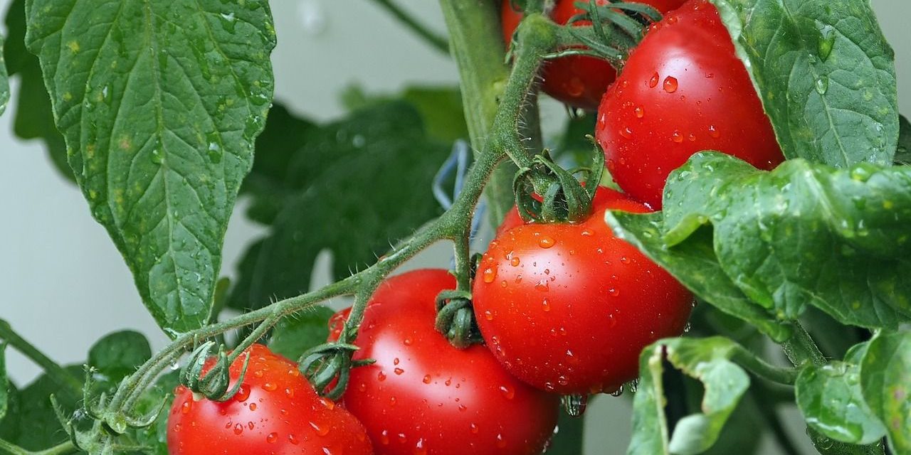 cuando-se-siembran-los-tomates-y-pimientos-consejos-y-recomendaciones