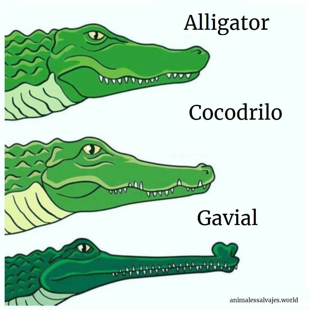 diferencias-entre-un-cocodrilo-y-un-caiman-cual-es-cual