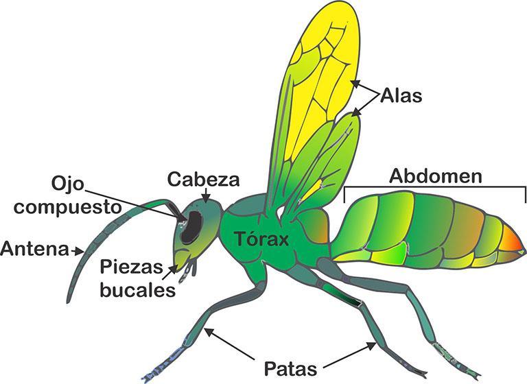 las-patas-de-los-insectos-y-sus-partes-estructura-y-funciones