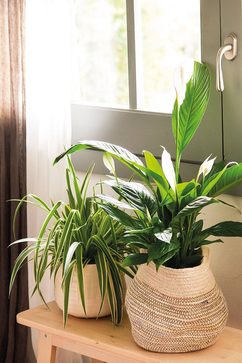 los-lirios-plantas-perfectas-para-tu-hogar-ya-sean-interior-o-exterior