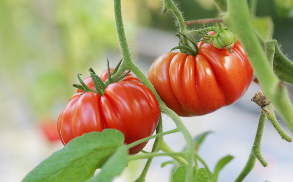 por-que-los-tomates-no-maduran-en-la-planta
